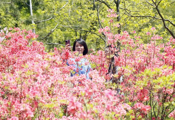 上海股票配资平台 赏花享春光(15)#